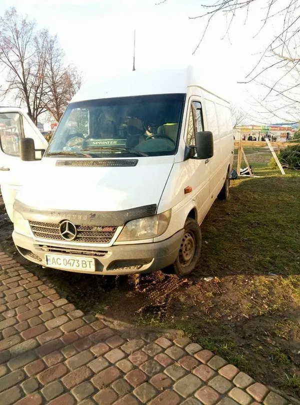 У Луцьку продавці ялинок знищують зелені зони (фото)