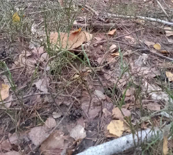 Розміром із дві долоні: де на Волині знаходять ящики грибів (фото)