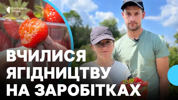 Як подружжя після заробітків за кордоном розвиває ягідний бізнес на Волині (відео)