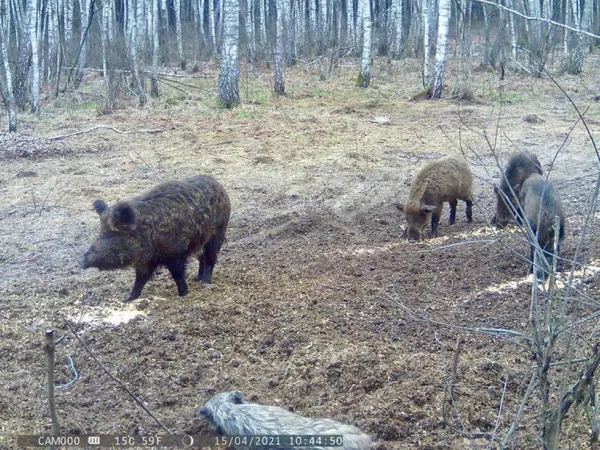 Як у волинських лісах розводять диких кабанів (фото)
