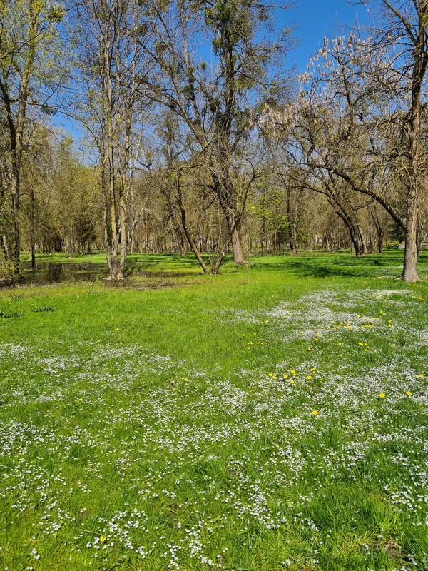 Весняний Луцьк: показали фото заквітчаного міста