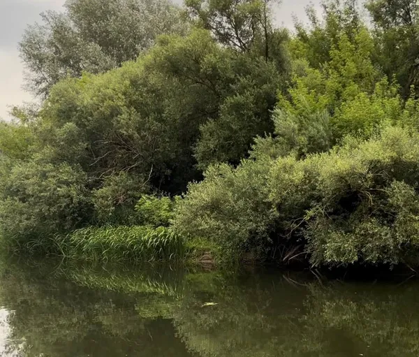 Водяться соми, коропи, лящі і не тільки: розсекретили гарне місце на Стиру біля Луцька, де багато риби