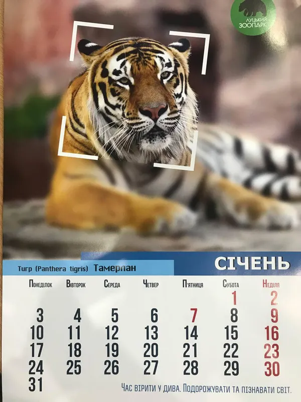 Рік тигра: «Луцький зоопарк» випустив календар на 2022 рік (фото)