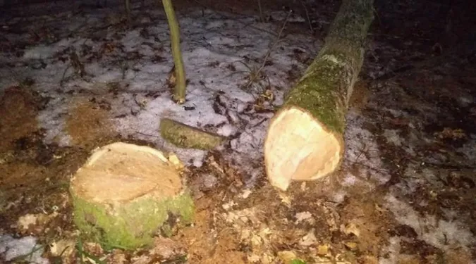 Таки винен: волинянин заплатить понад 100 тисяч за зрубані дерева