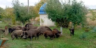 На подвір’ї волинянки серед білого дня господарювали дикі кабани із поросятами (фото)
