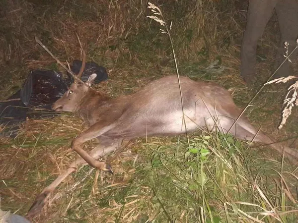 На Волині вдруге за тиждень застрелили рідкісну тварину (фото 18+)