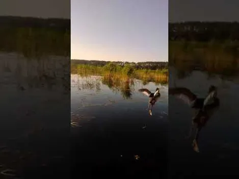 У Луцькому районі з браконьєрських сіток звільнили птаха (відео)