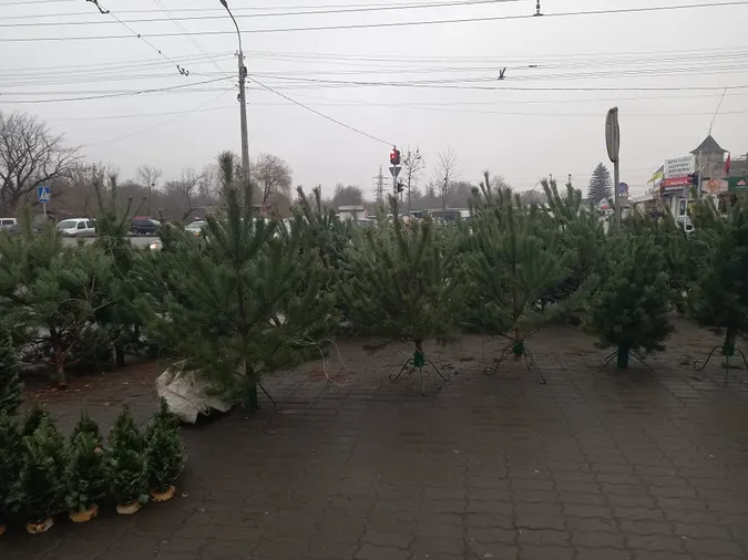 У Луцьку почали продавати ялинки: скільки коштує святкове дерево (фото)
