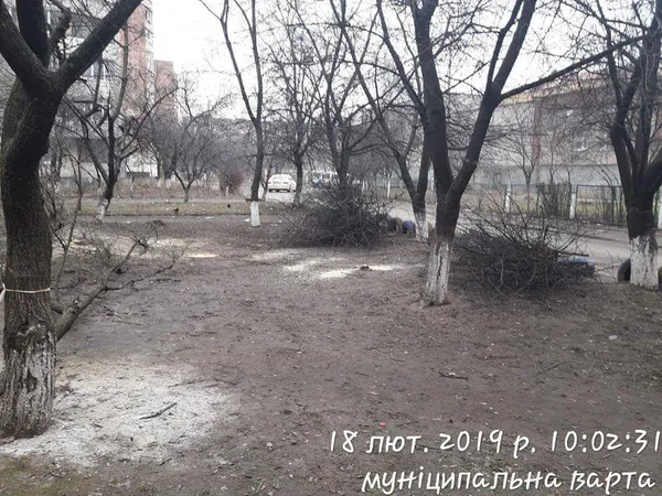 У луцькому дворі незаконно зрізали дерева (фото)
