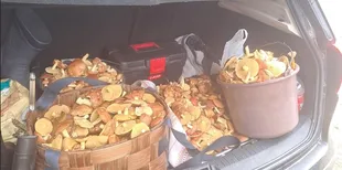 Ростуть один на одному: у лісі на Ковельщині зібрали повний багажник маслюків (фото, відео)