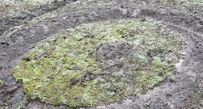 У лісі на Волині помітили таємничі кола (фото)
