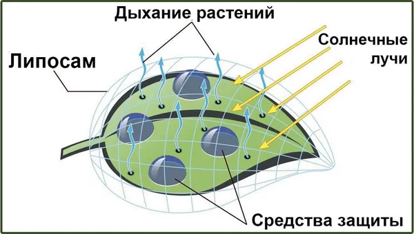 Для чого використовують біоприлиплювачі*