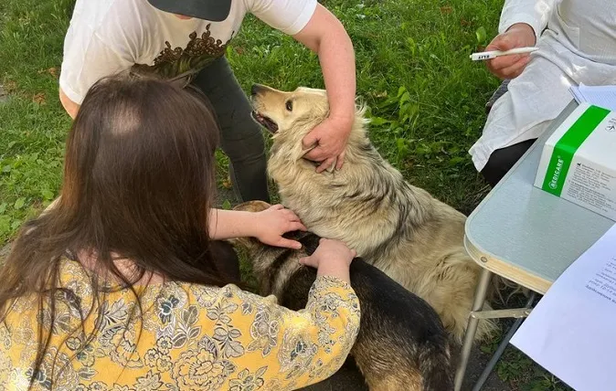 У Луцьку почали безплатно щеплювати котів та собак