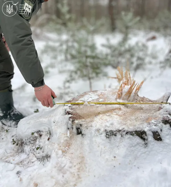 На Волині у заповіднику незаконно вирубали дерева на 20 мільйонів гривень (фото)