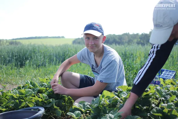 Червона та смачна: як у селі під Луцьком росте полуниця (фото)