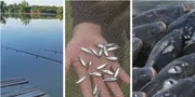 Щука, короп, товстолоб, форель: як на Волині вирощують сотні тонн риби (фото)