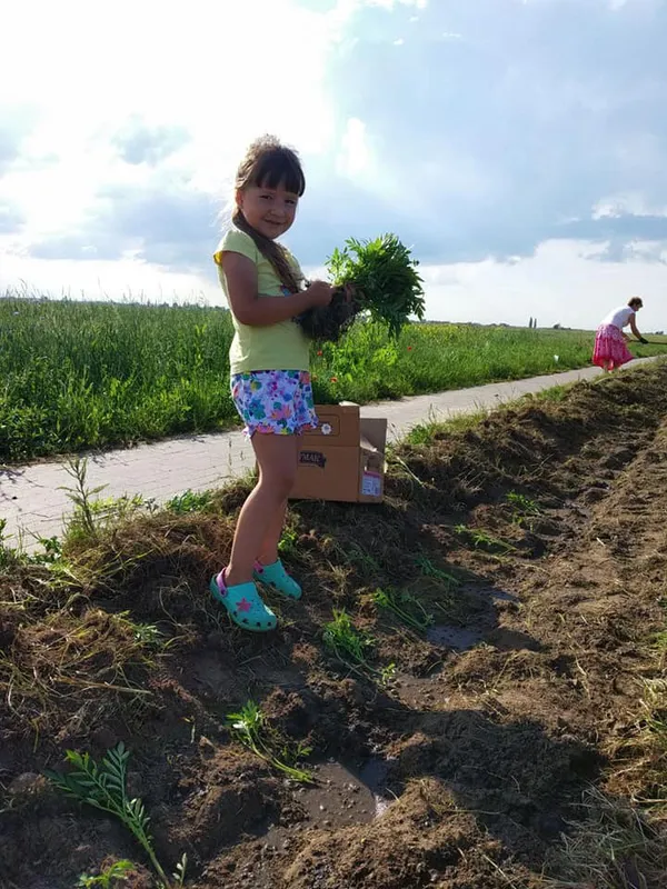 «Квітучий прапор України» збільшився на 2 км і простягнувся вздовж дороги Луцьк-Жидичин