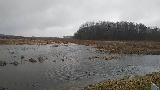 Нетипові зимові пейзажі «Цуманської пущі» (фото)