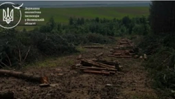 Замість лісу –  380 пнів: на Волині розслідують масштабну вирубку (фото)