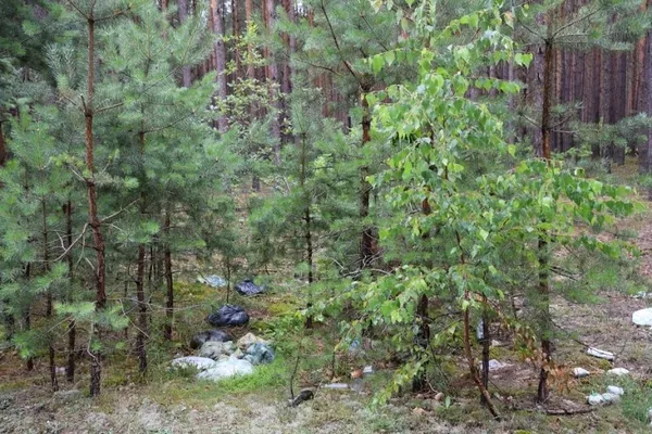 Лісники скаржаться на стихійні сміттєзвалища на Волині (фото)