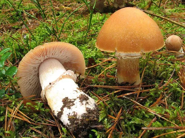 Ковпаки кільчасті
