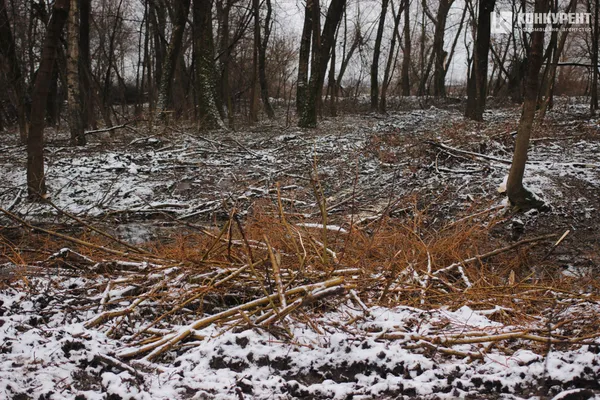 Зрізали майже 500 дерев: що відомо про розчистку ділянки на Глушець у Луцьку (фото)