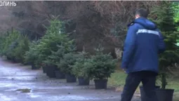 На Волині вирощують ялинки, які не обсипаються (відео)