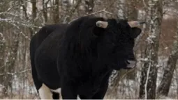 🐄 У стаді здичавілих корів у Чорнобилі народилося телятко (фото)