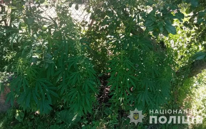 На Волині судили пенсіонера, який вирощував дві сотні кущів конопель біля дому