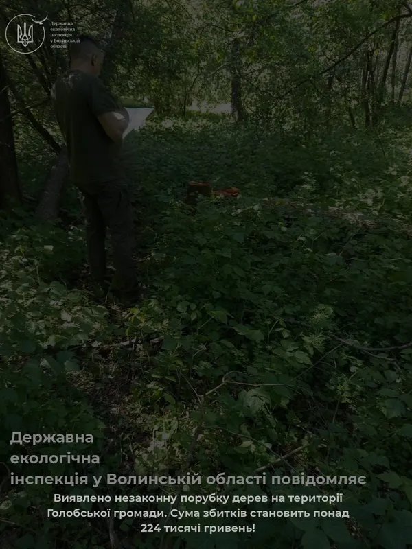 Збитків – на понад 200 тисяч: у громаді на Волині виявили масштабну рубку дерев