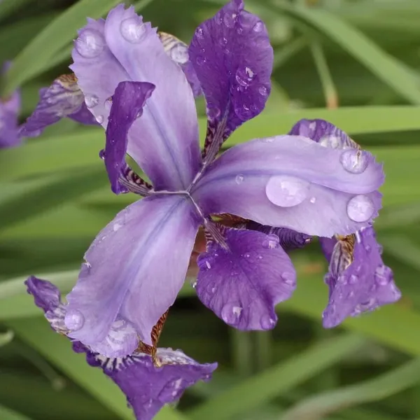 Півники сибірські (Iris sibirica L.)