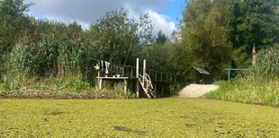 На Поліссі річку потопила рослина без коріння: Стохід перетворився на суцільний зелений килим (фото)