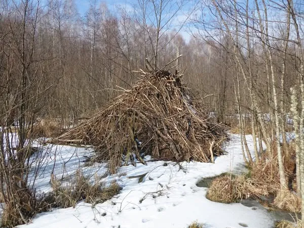 В нацпарку на Волині знайшли величезну боброву хатку (фото)