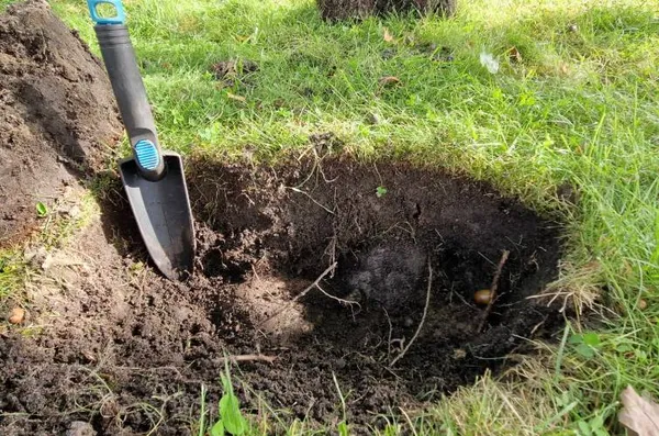 У Норвегії на дворі будинку родина знайшла скарби з часів вікінгів (фото)
