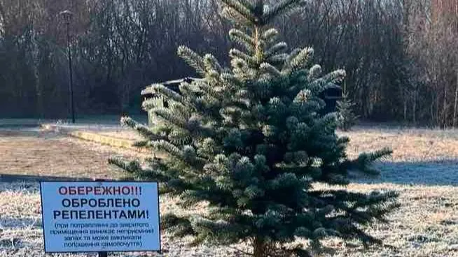 Смердюча ялинка з парку: у Ковелі хвойні дерева обробили репелентами