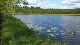 У лісах Полісся причаїлось крихітне озеро із цінним скарбом на дні (фото, відео)