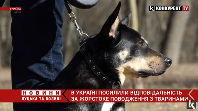 В Україні набув чинності зоозахисний закон: що він передбачає (відео)