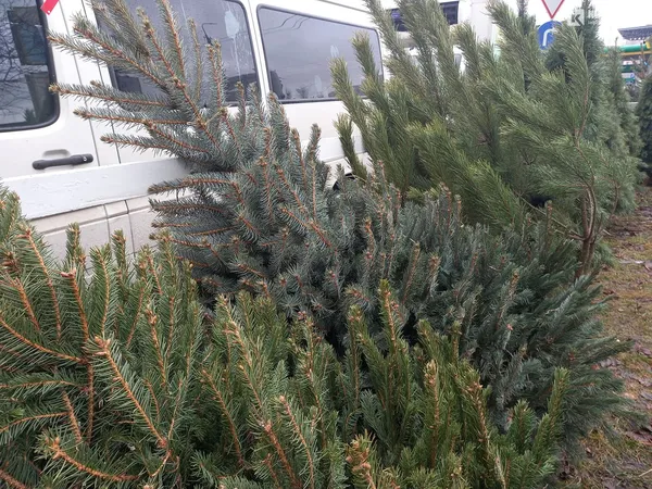 Від 80 до 800 гривень: які живі ялинки вже можна купити в Луцьку (фото, відео)