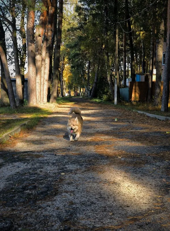 Осінній спокій озера Пісочне у Ковельському районі (фото)