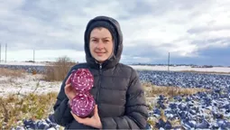Аномалія: на Волині посеред зими збирають урожай капусти (фото)