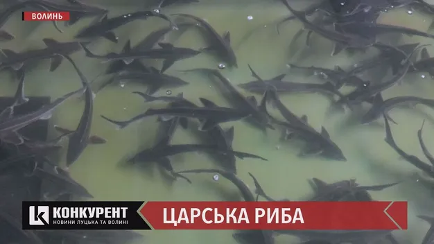 Волинь могла б годувати рибою всю Європу: репортаж із форелевого господарства (відео)