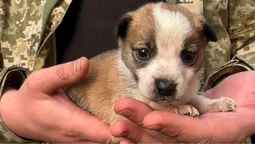 Волинський прикордонник врятував цуценя із зони бойових дій (фото)