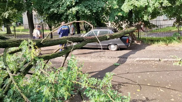 Негода у Луцьку: на припарковане авто впало дерево (відео)