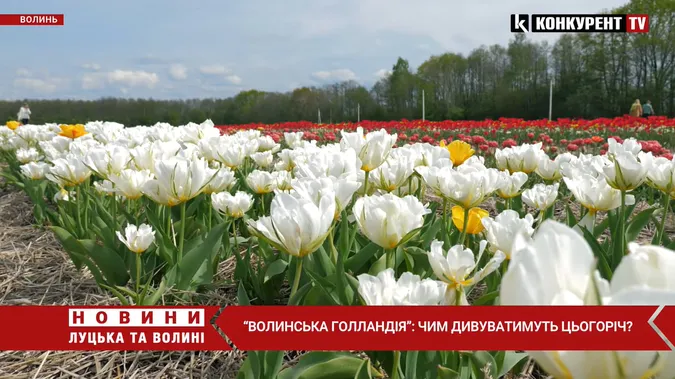 Незабаром відкриття: чим цього року дивуватиме Волинська Голландія (відео)