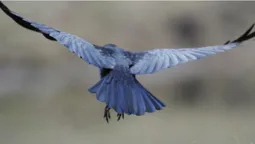 Луцький фотохудожник присвятив серію знімків Юрію Яцюку