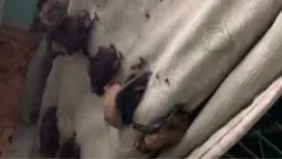 У Вінниці квартиру окупували понад 100 кажанів (відео)