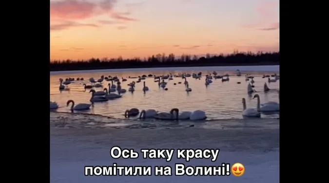 Неймовірний морозний світанок на волинському озері: показали лебедів в оточенні криги (відео)