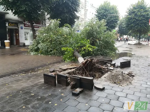 Під час зливи у центрі Луцька завалилося дерево (фото)