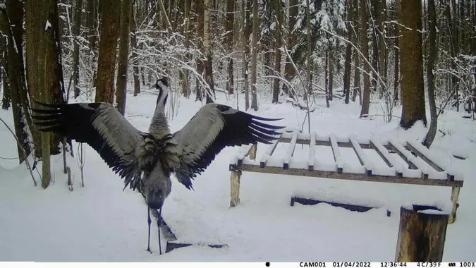 На Волинь повернулася пара червонокнижних журавлів (фото)