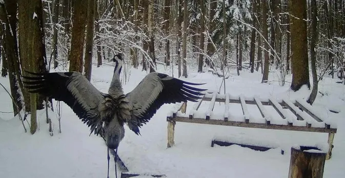 На Волинь повернулася пара червонокнижних журавлів (фото)